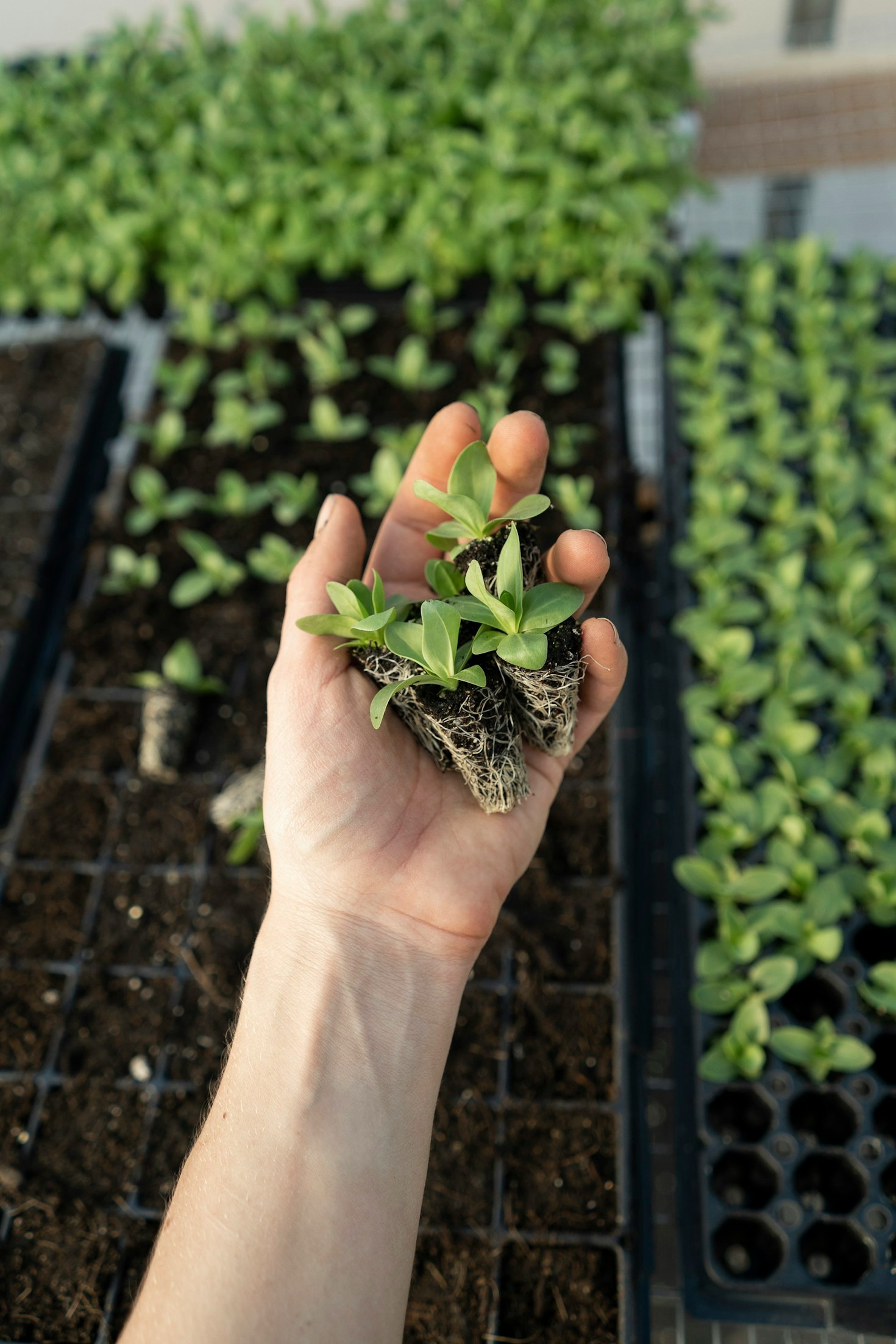 The Role of AI in Modern Farming Solutions